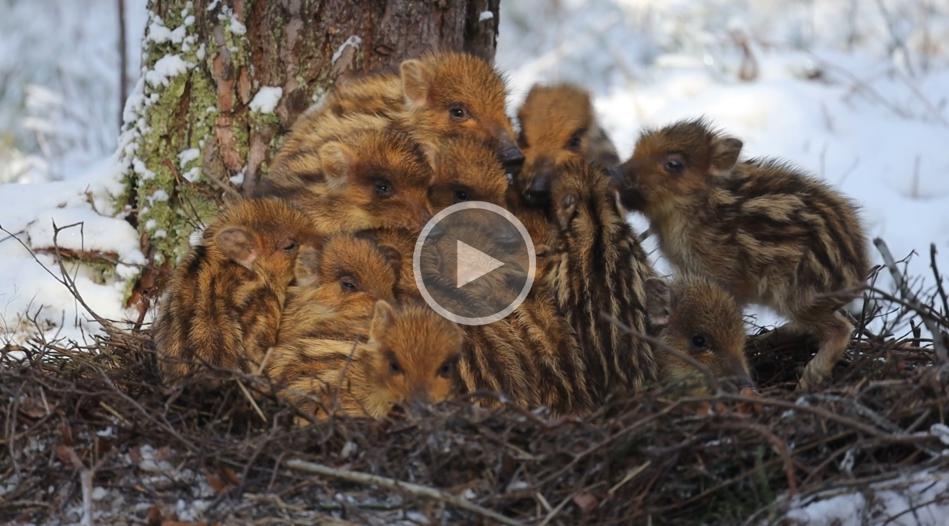 [Vidéo] Des marcassins se blottissent les uns sur les autres pour se protéger du froid