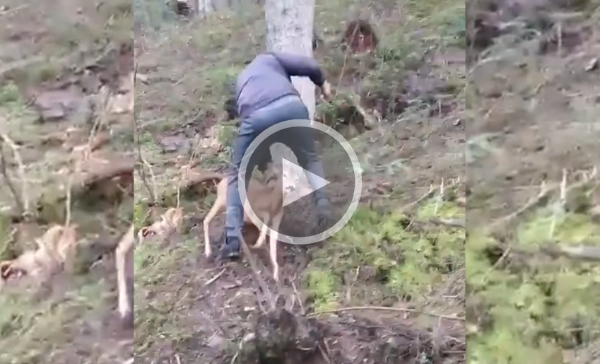 [Vidéo] Le chevreuil qui ne voulait pas du ramasseur de champignon