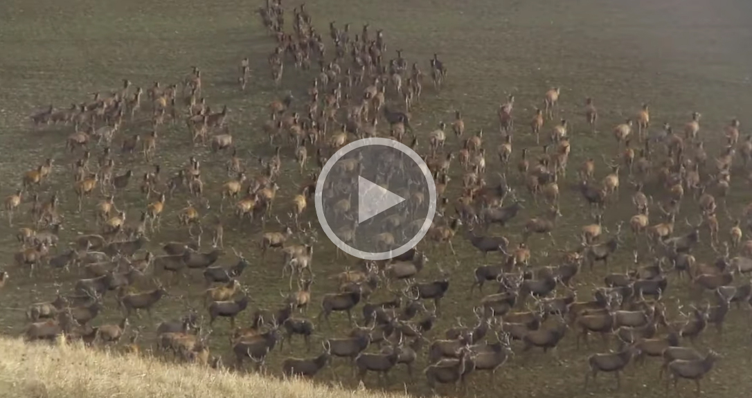 [Vidéo] Une harde monstrueuse filmée sur le flanc d’une colline