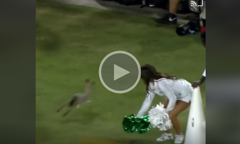 [Vidéo] Un lièvre pénètre la pelouse d’un stade de football américain