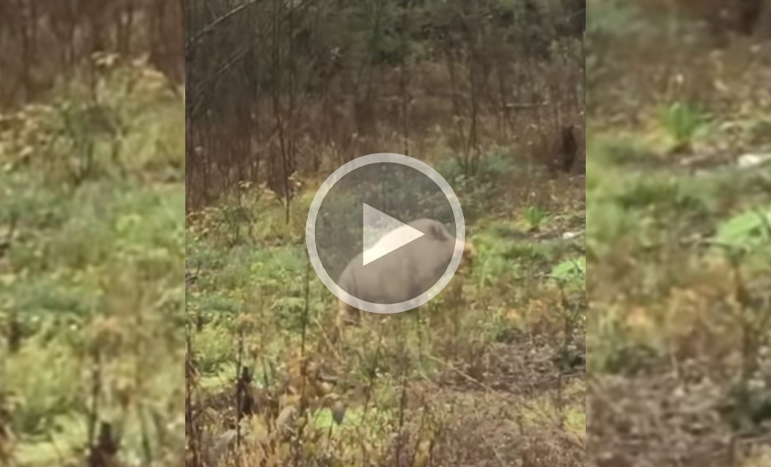 [Vidéo] Un sanglier blanc filmé en forêt : albinisme ou hybride?