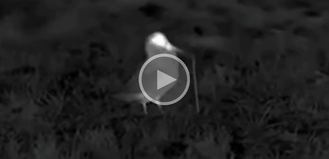 [Vidéo] Observation d’une bécasse en vision nocturne