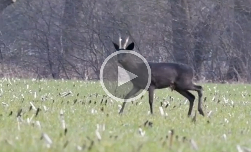 [Vidéo] Un superbe chevreuil noir filmé dans la plaine
