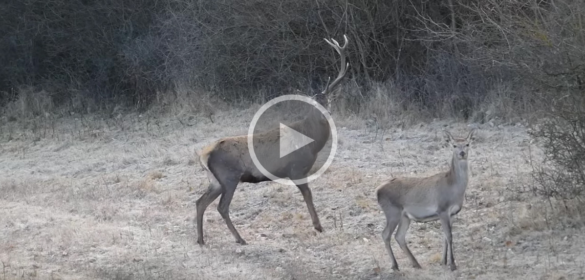 [Vidéo] Un cerf se promène avec un seul bois