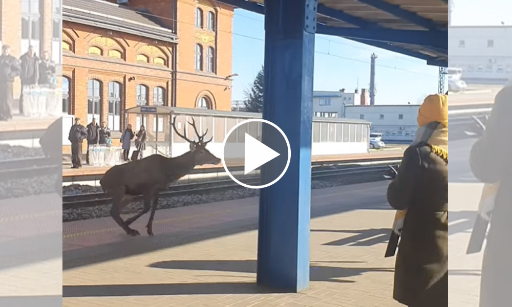 [Vidéo] 2 cerfs traversent le quai et les 4 voies d’une gare en pleine journée