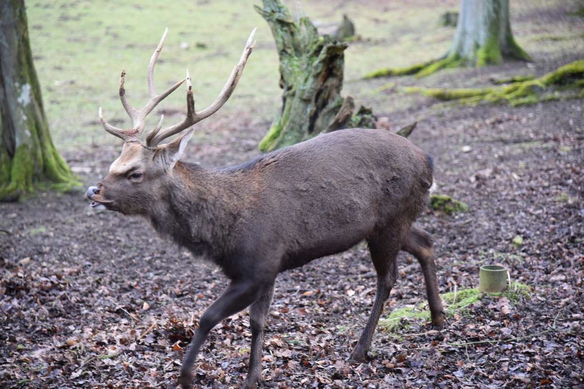 Drôme : des cerfs hybrides échappés du domaine de l’ASPAS (ex Valfanjouse) menacent sérieusement la biodiversité