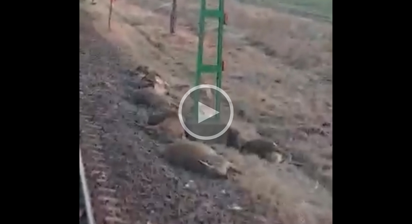 [Vidéo] Un train percute une harde et tue 32 cervidés au passage