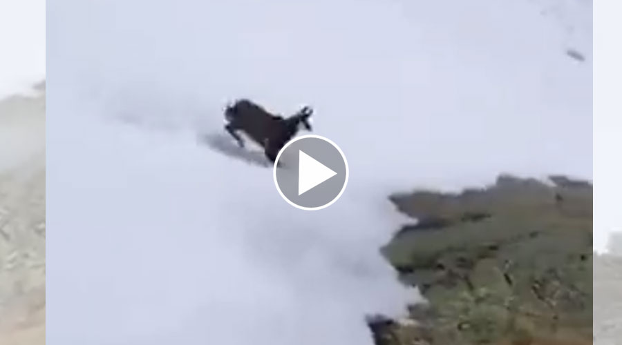 [Video] Un chamois très pressé !