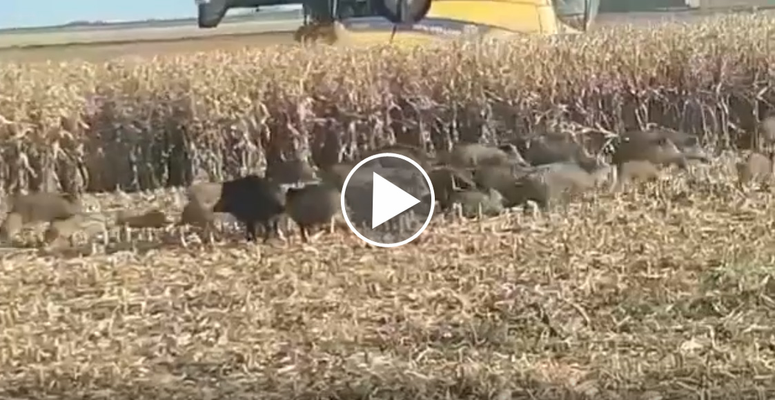 [Vidéo] Une énorme compagnie de sangliers sort d’un champ de maïs