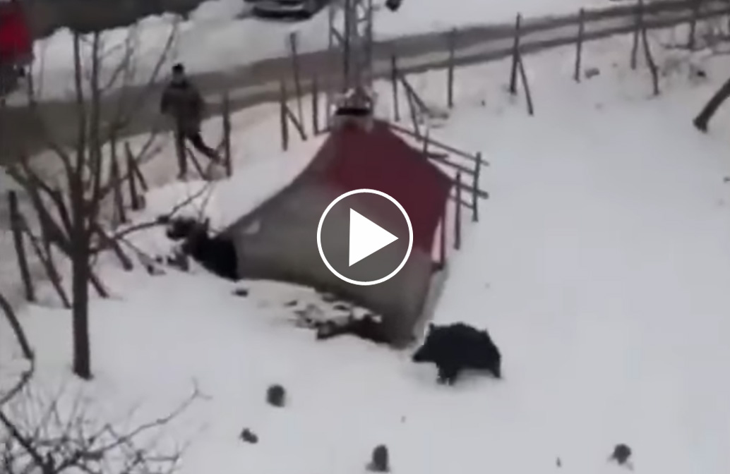 [Vidéo] Il monte sur le toit d’une voiture pour échapper à un sanglier