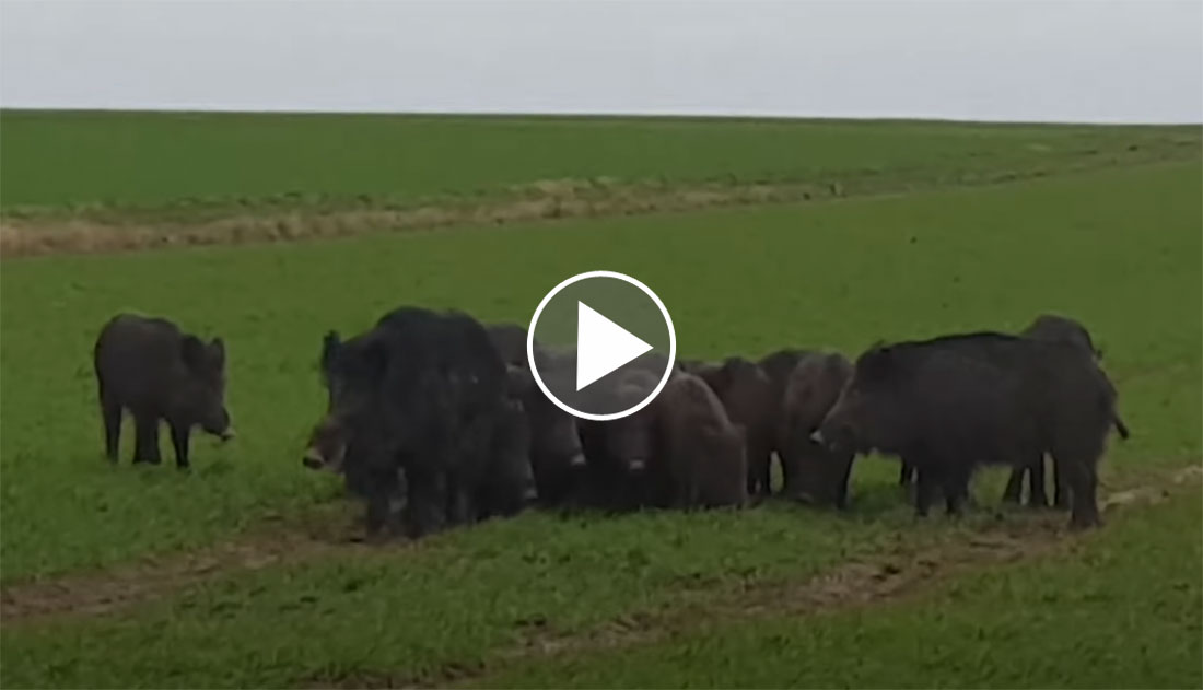 [Vidéo] Une compagnie de 20 sangliers s’approche à quelques mètres de lui