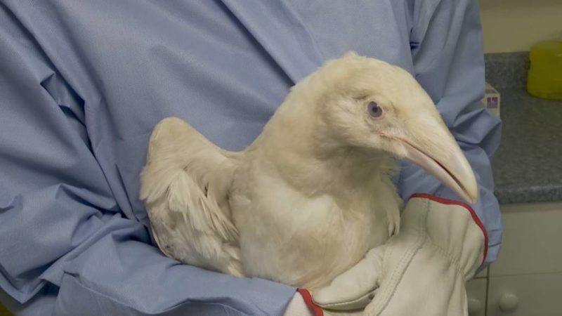 Un « corbeau blanc sacré d’Oceanside » sauvé de justesse par des soigneurs