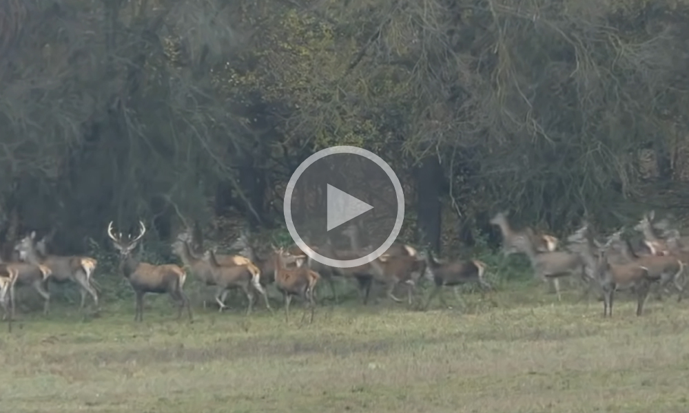 [Vidéo] Une énorme harde de 300 cervidés filmée lorsqu’elle sort du bois!