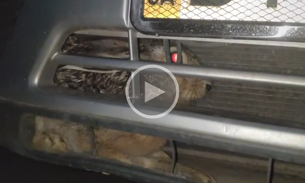 [Vidéo] Une voiture percute un lièvre qui se retrouve bloqué dans le pare-choc