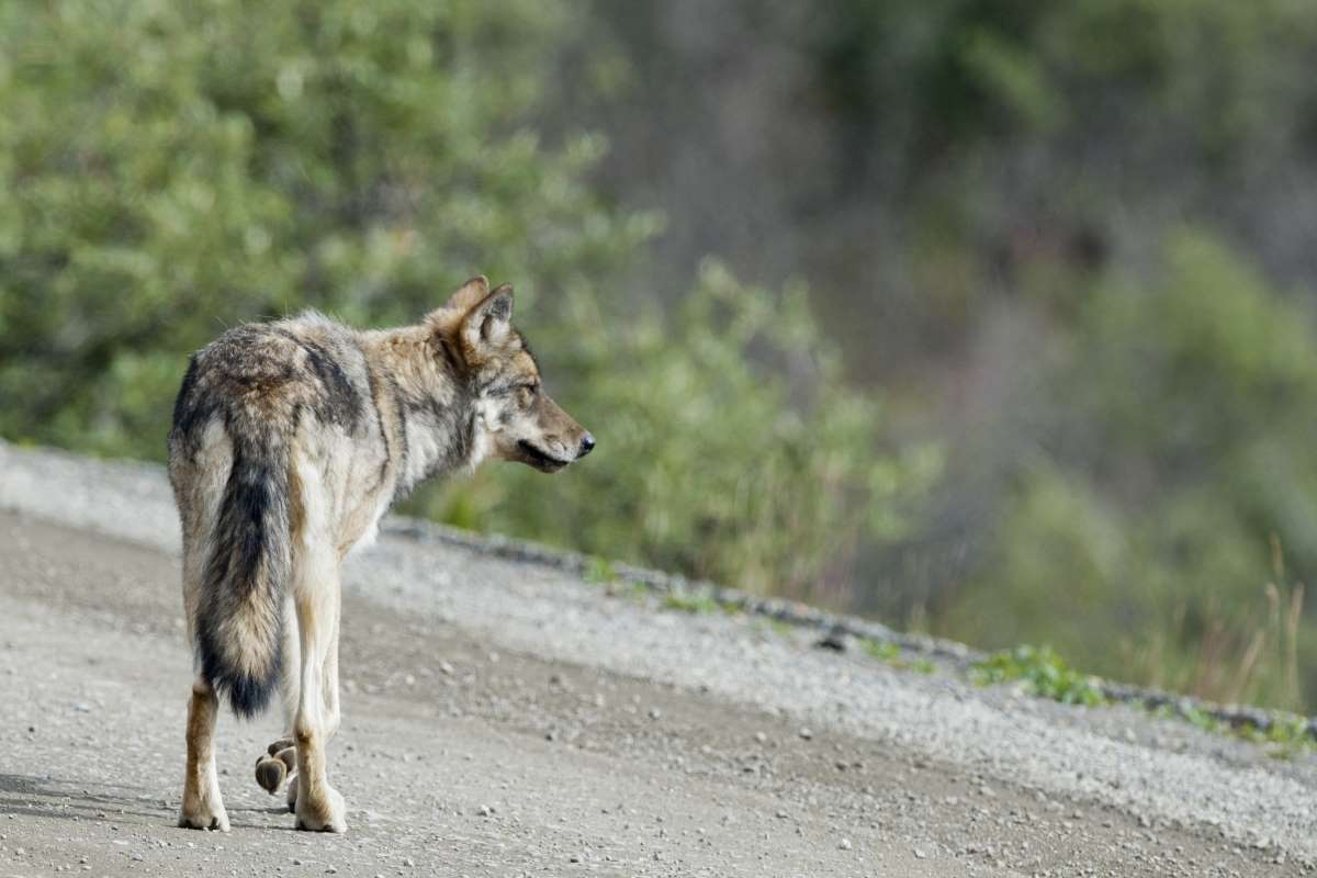 Un loup percuté et tué sur une autoroute