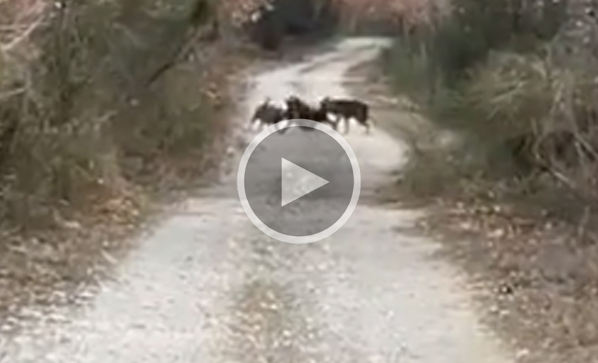 [Vidéo] Il tombe sur deux loups qui tuent un sanglier en promenant son chien