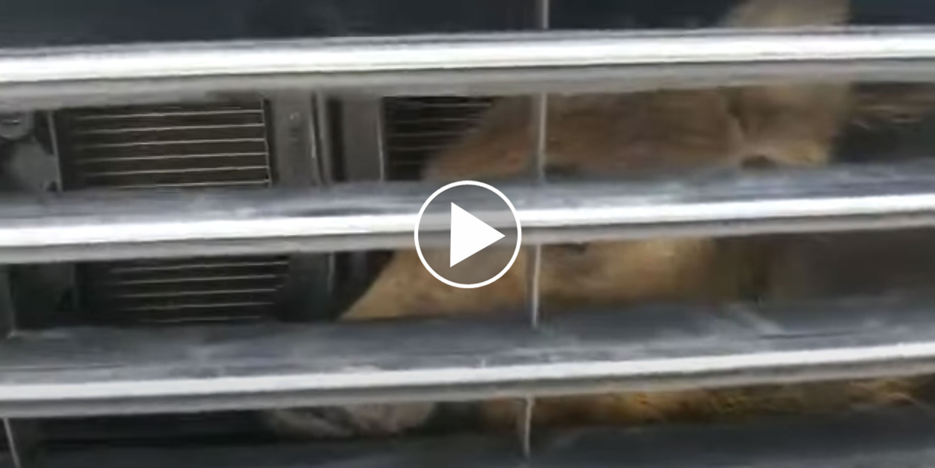[Video] Un marcassin coincé dans une calandre de voiture