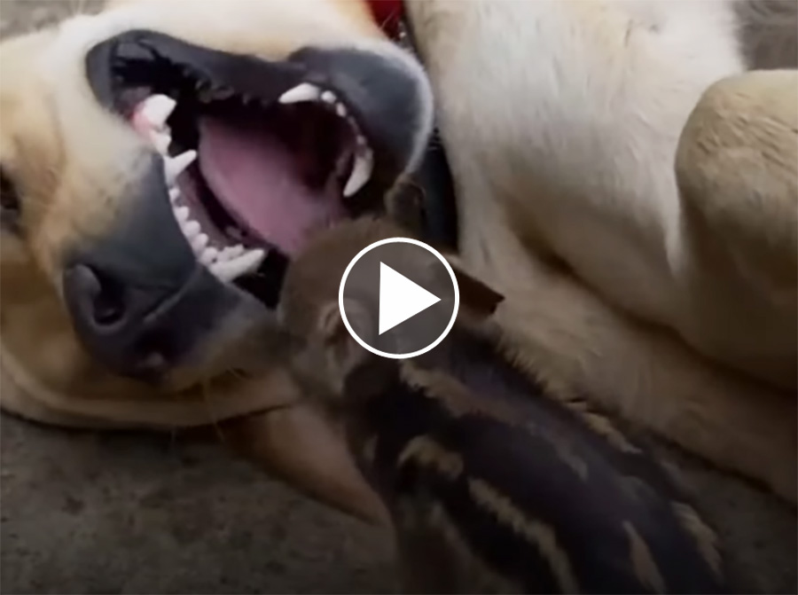 [Vidéo] Un labrador et un sanglier inséparables