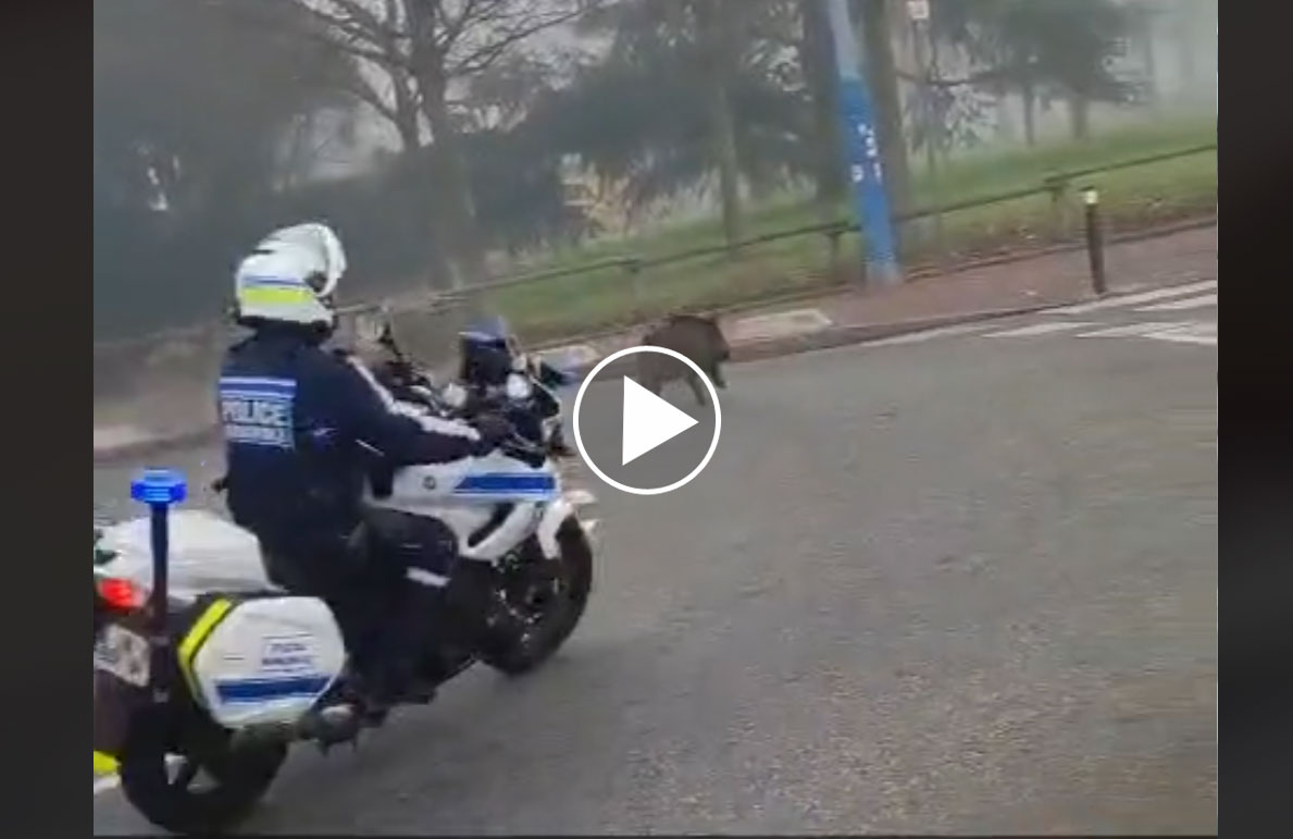 [Vidéo] Course poursuite entre les motards de la police et un sanglier