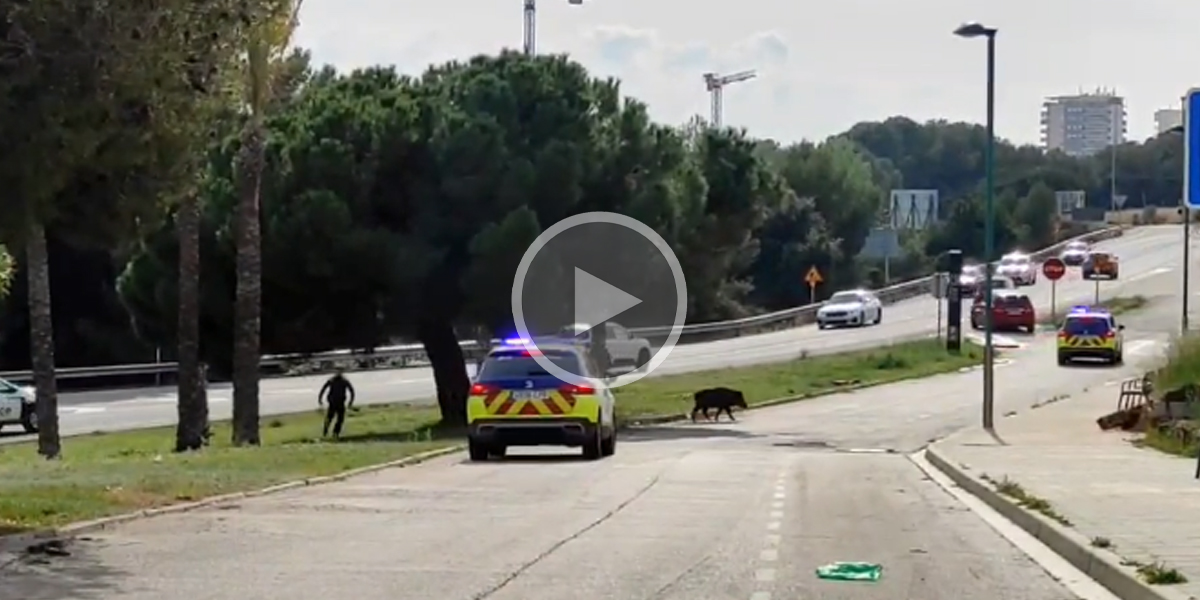 [Vidéo] La police tente de gérer un sanglier assez peu coopératif