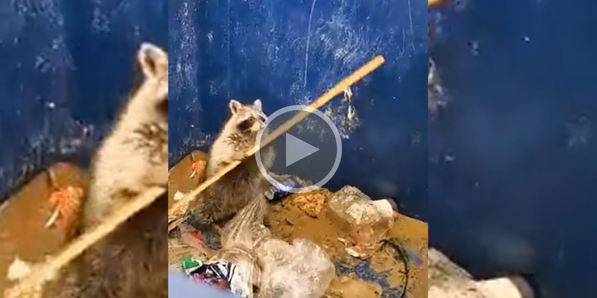 [Vidéo] Un raton laveur qui a de la suite dans les idées