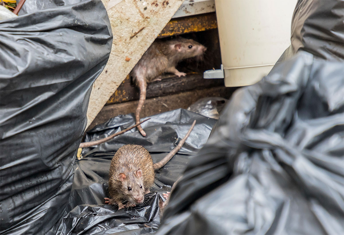 42 élus réclament de mieux cohabiter avec les rats et de stériliser les sangliers