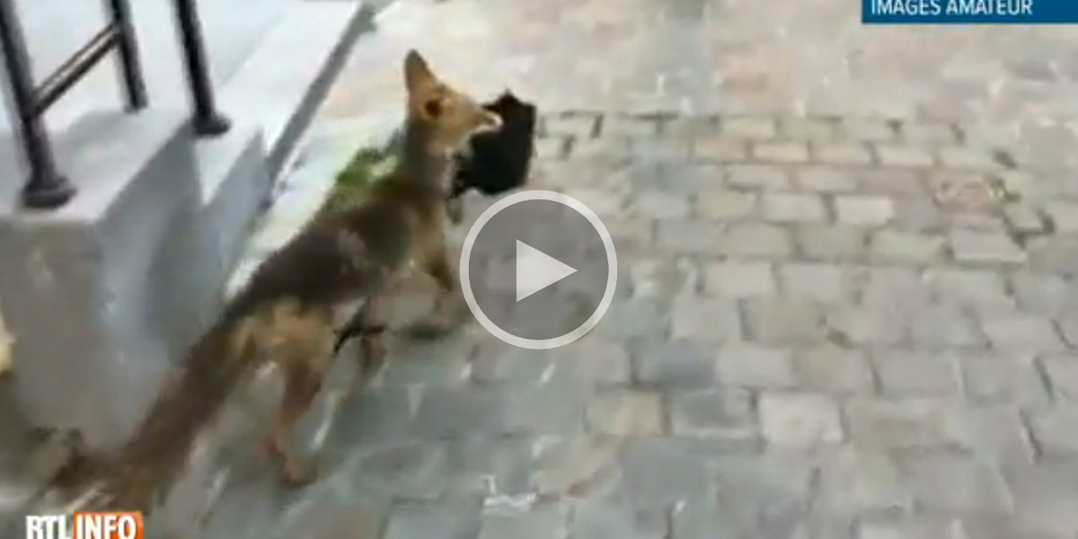 En Belgique, un petit chien a été tué par un renard