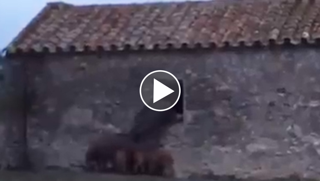 [Vidéo] Des sangliers entrent par la fenêtre d’une grange
