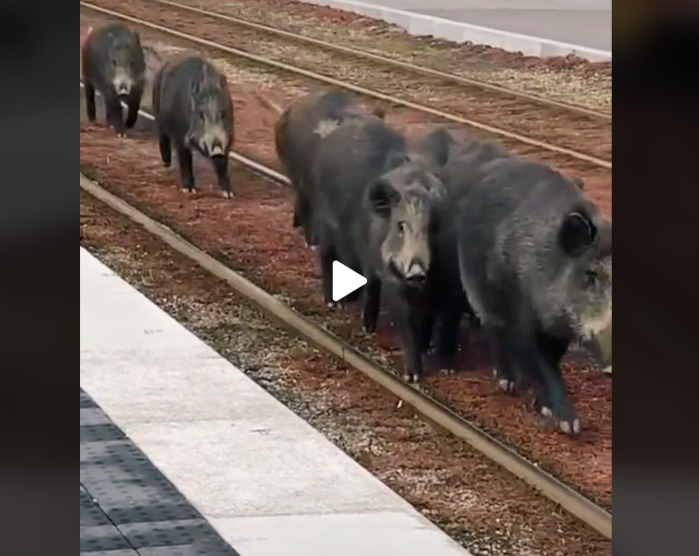 [Vidéo] Quand une compagnie de sangliers bloque le passage d’un train