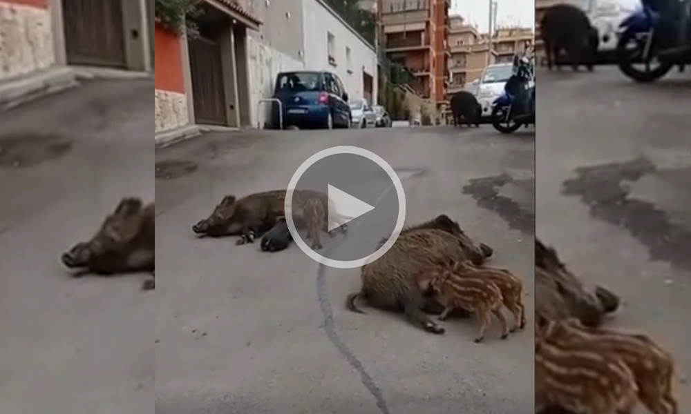 [Vidéo] Des rues de Rome sont devenues le territoire des sangliers