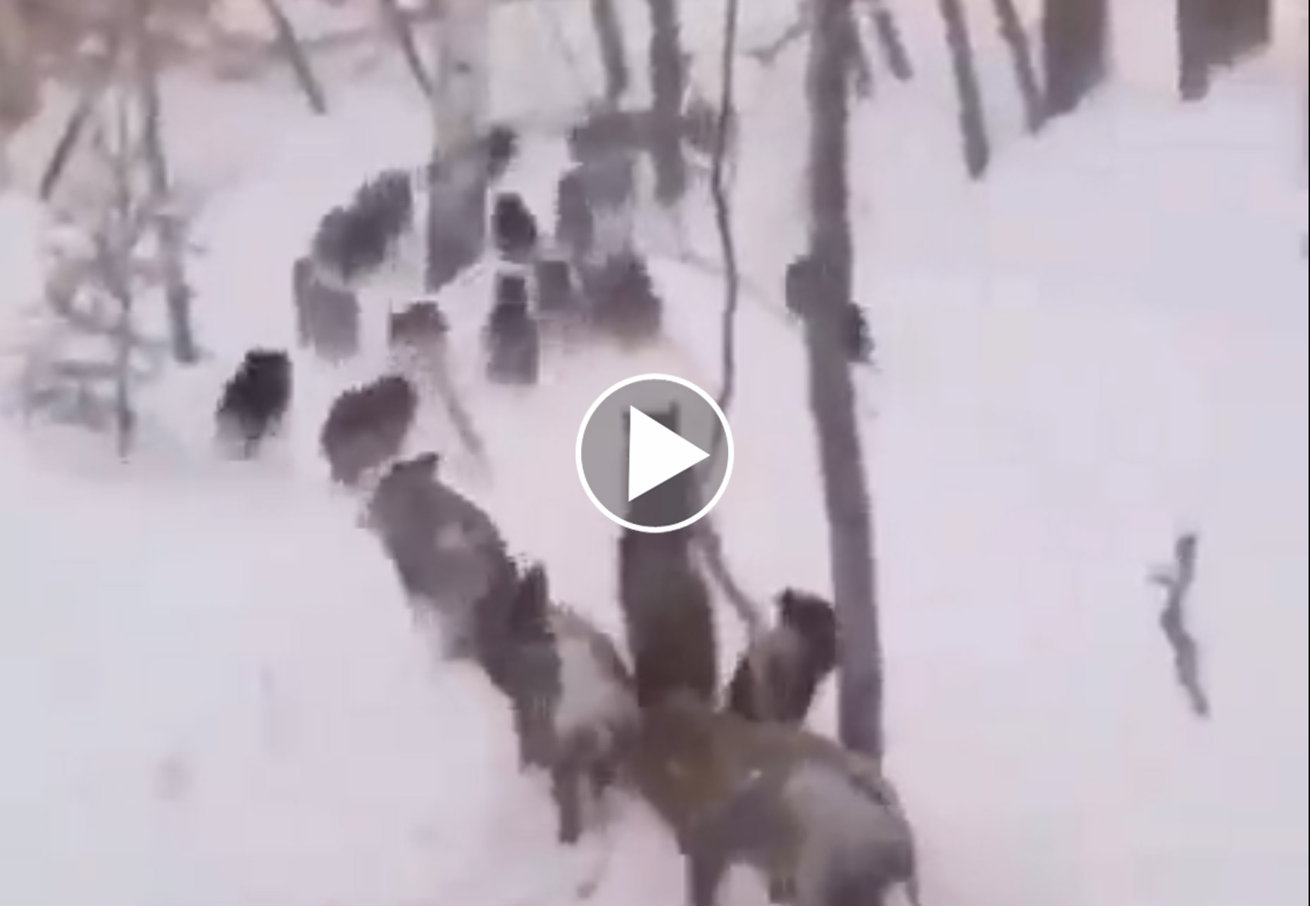 [Vidéo] Une grosse compagnie de sangliers bien cachée sous la neige