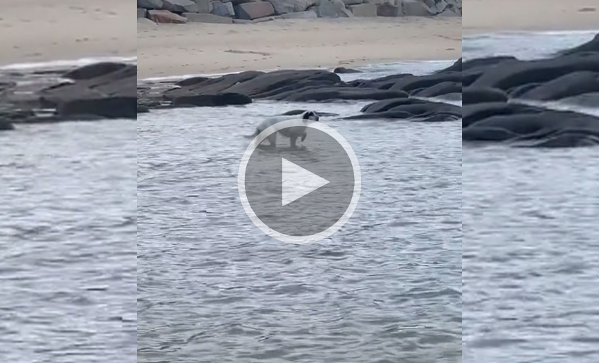 [Vidéo] Un setter anglais à l’arrêt dans la mer