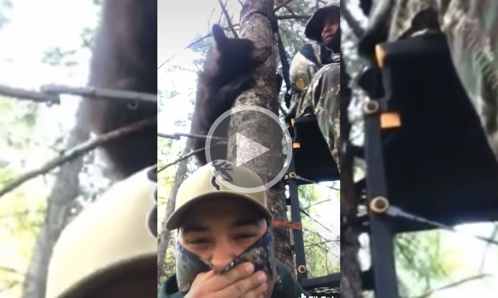 [Vidéo] Situation incroyable : un ours rejoint des chasseurs dans leur arbre