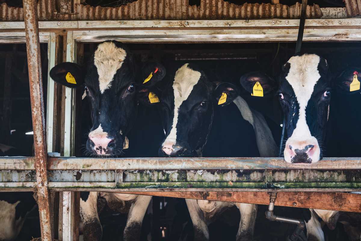 Un éleveur condamné à 102 000€ de dommages à cause des nuisances de ses vaches
