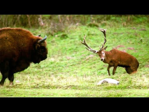 [Vidéo] Combat entre un cerf et un bison