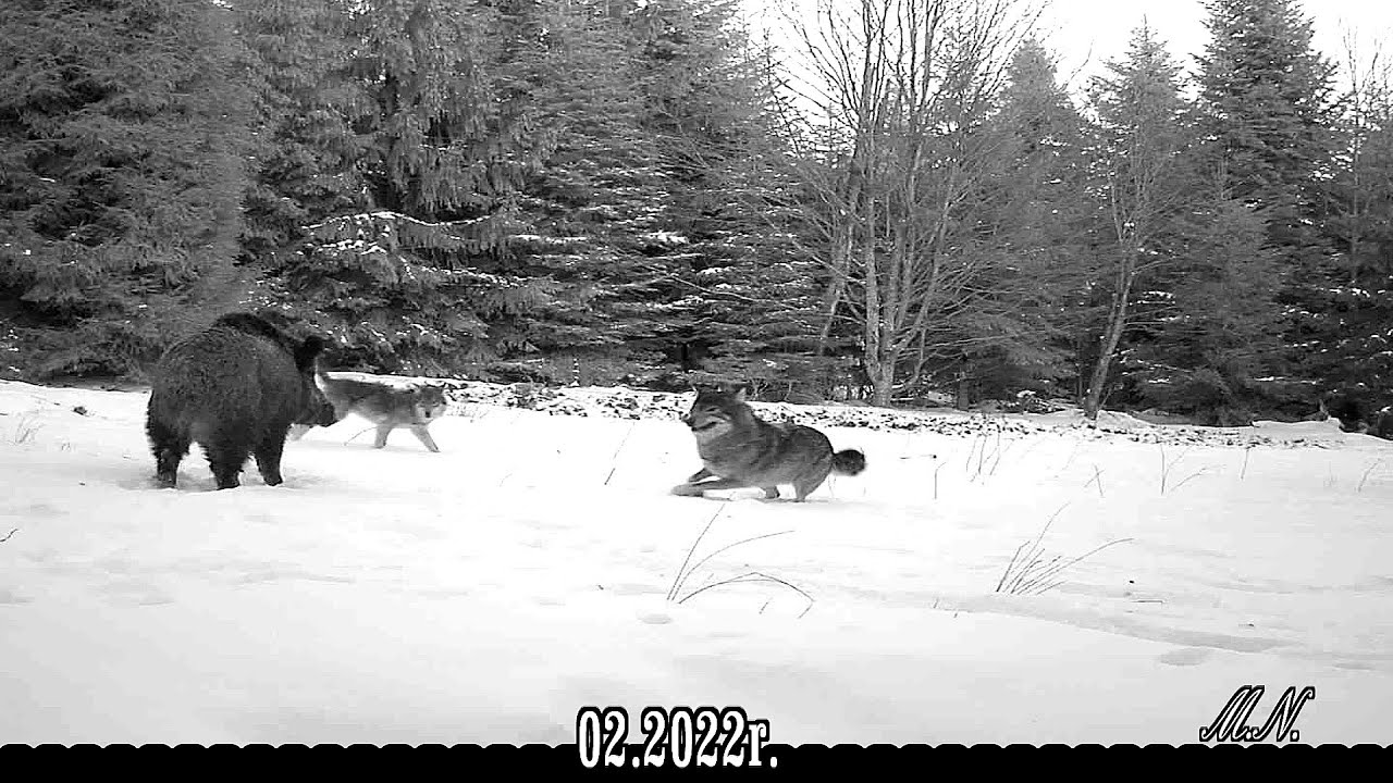 [Vidéo] Combat entre sangliers et loups