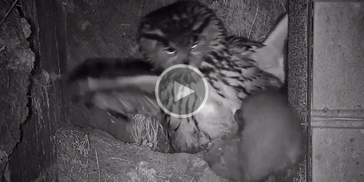 [Vidéo] Un mustélidé s’attaque à un nid de grands-ducs