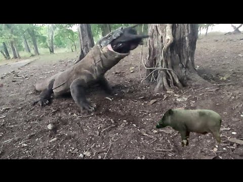 [Video] Un dragon de komodo avale un sanglier en entier