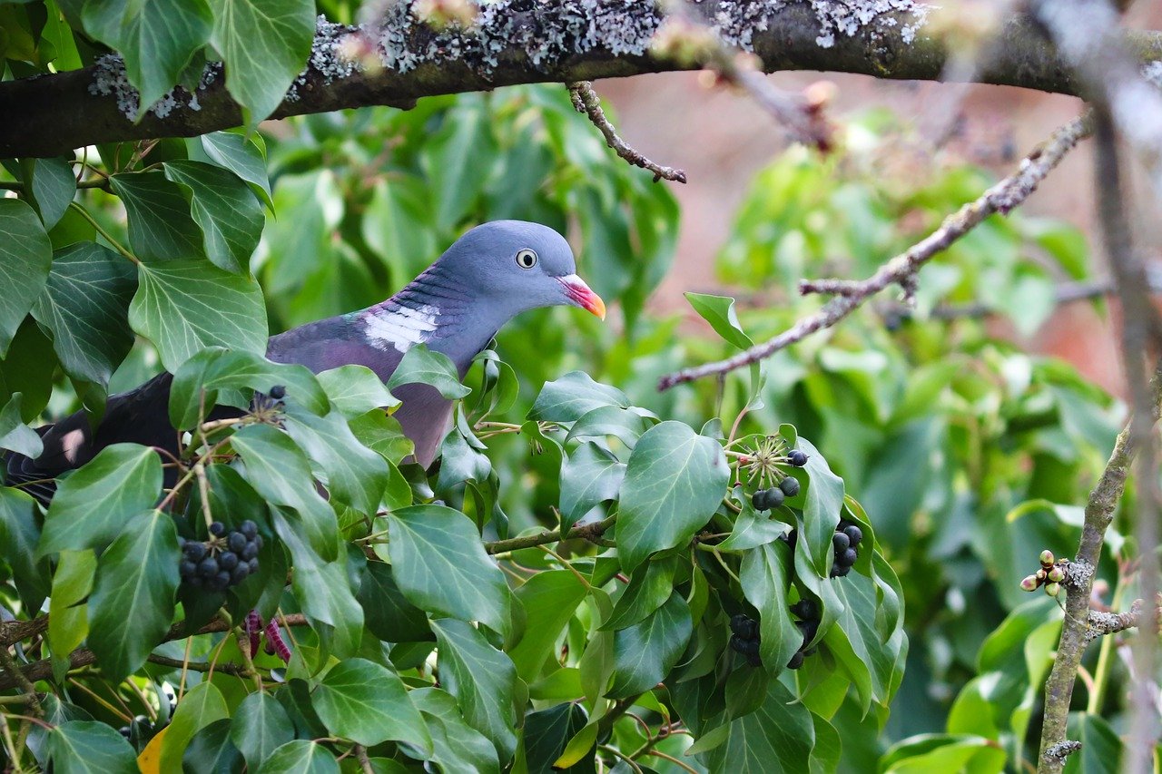 Chasseurs et agriculteurs en colère face à la suspension de la chasse aux pigeons dans l’Aude