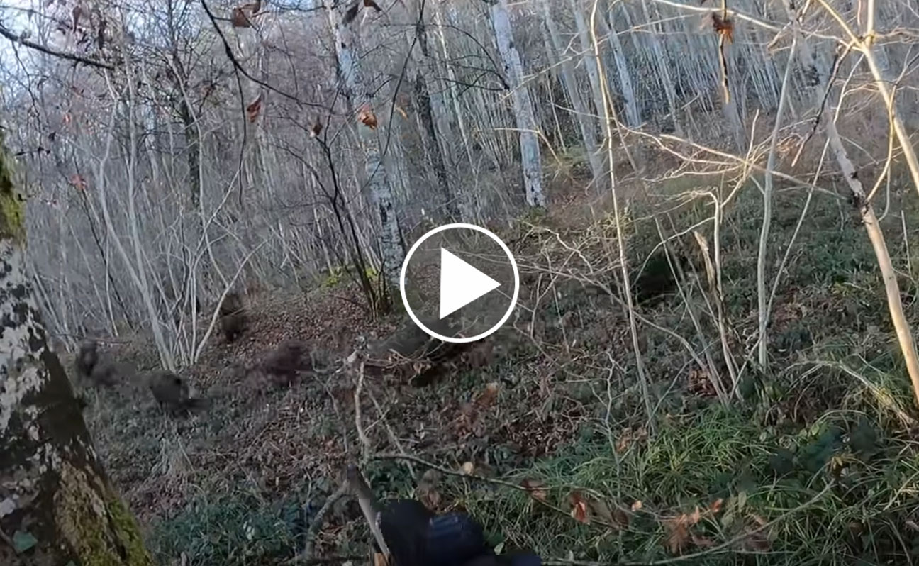 [Vidéo] 4 sangliers (dont 1 triplé) et 1 chevreuil au même poste !