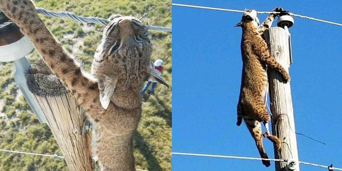 Insolite : un lynx retrouvé mort, pendu à une ligne électrique