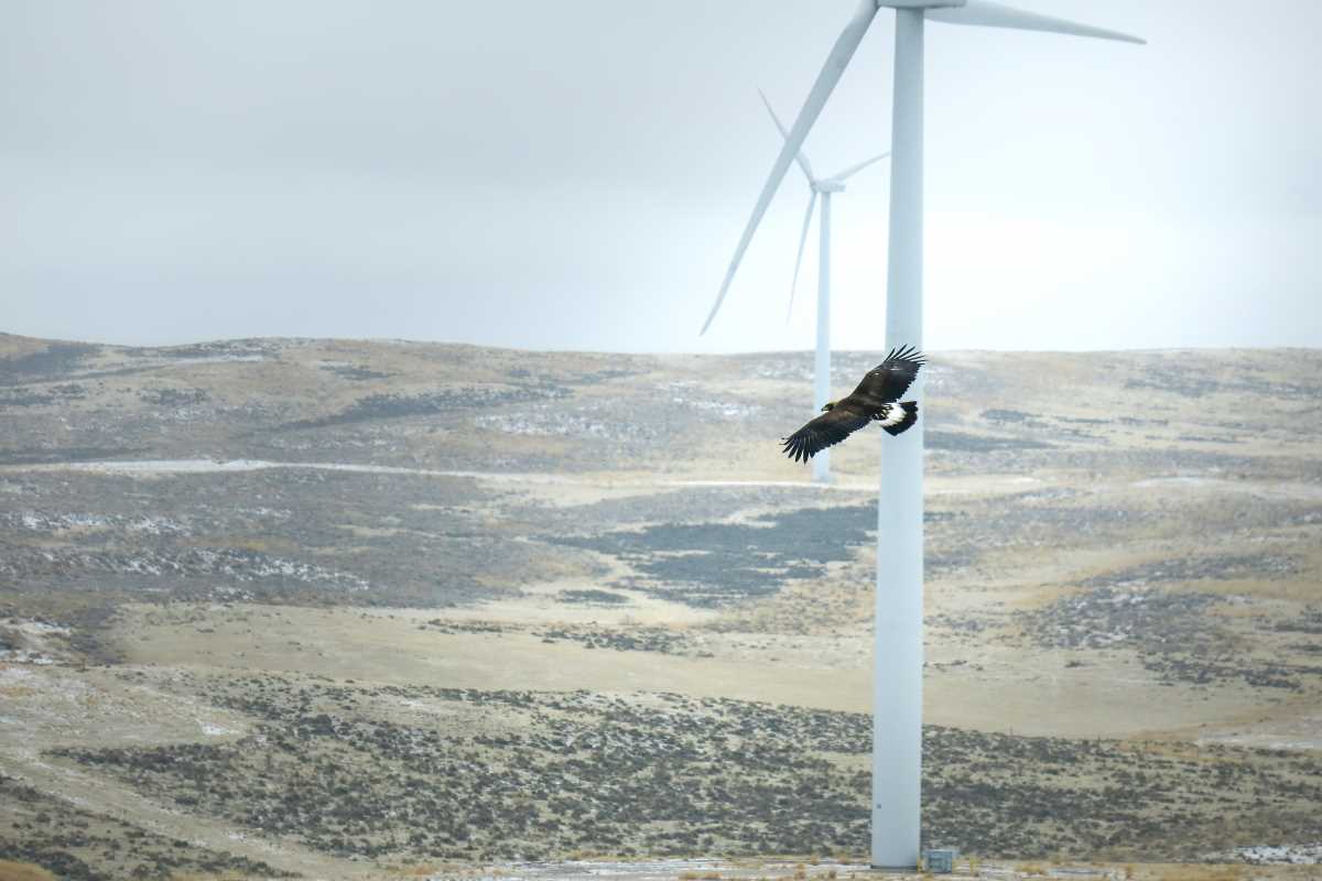 8 millions de dollars d’amende pour une société d’éoliennes tueuses d’aigles