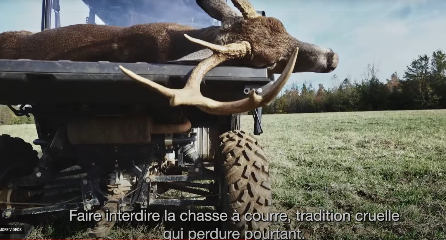 La SPA utilise une photo de cerf de Virginie pour demander l’interdiction de la chasse à courre