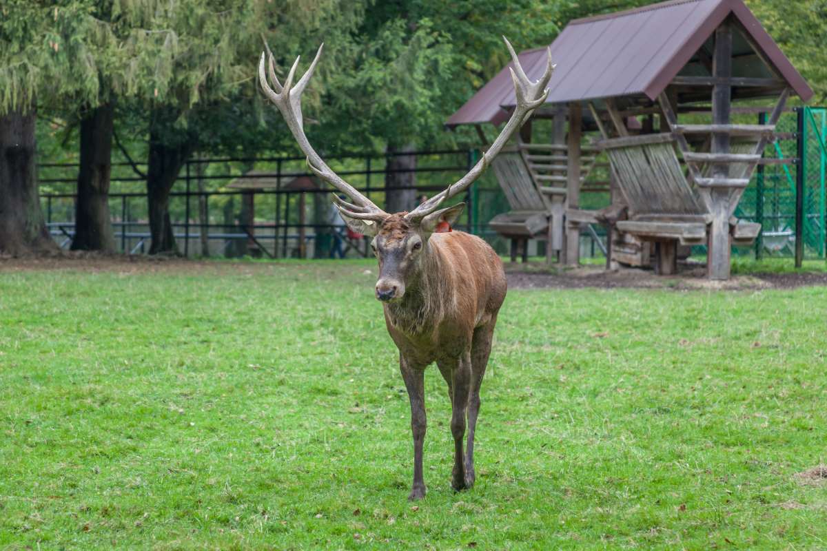 Déjà 8 échappés du domaine de l’ASPAS abattus