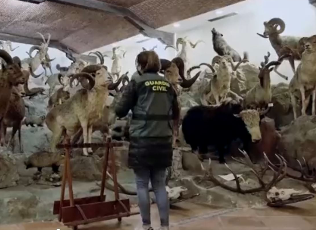 Espagne : saisie de plus de 1000 animaux naturalisés dont certaines espèces disparues