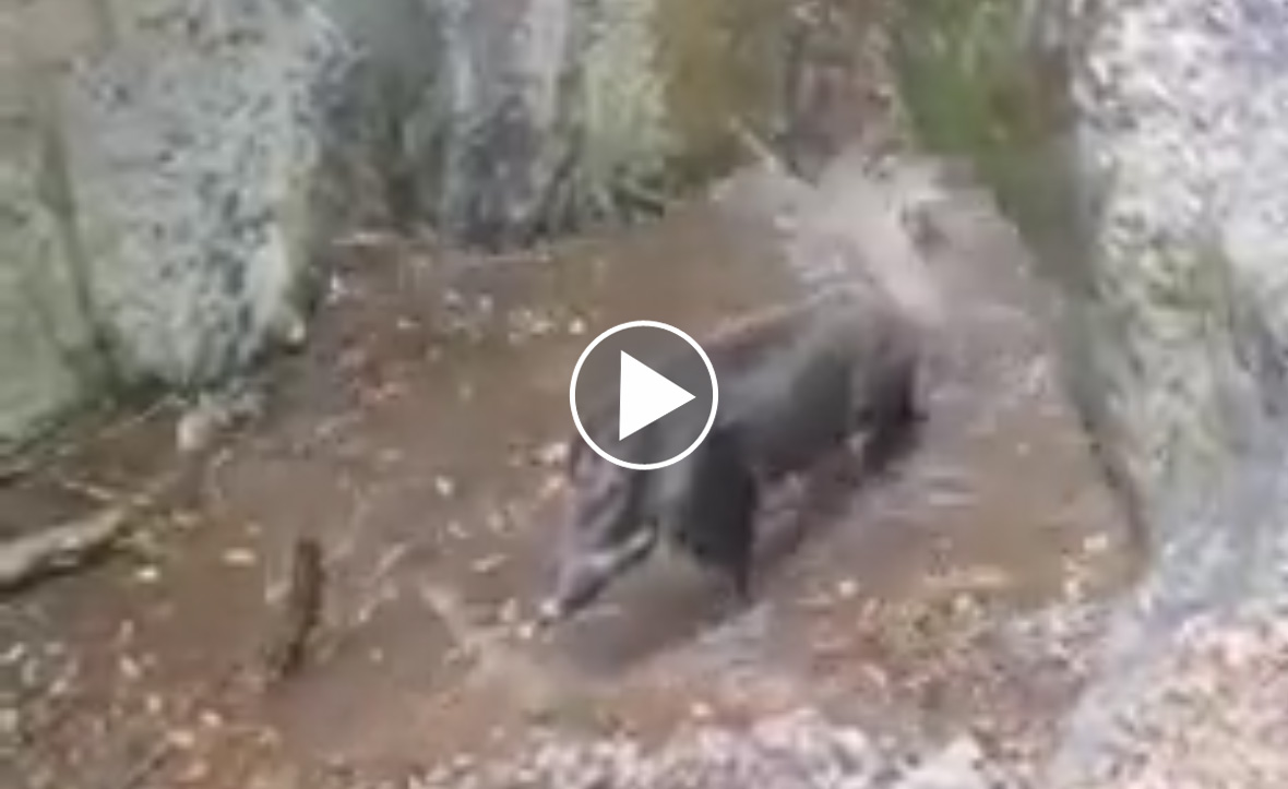 [Vidéo] Un compagnie de sangliers fait du canyoning