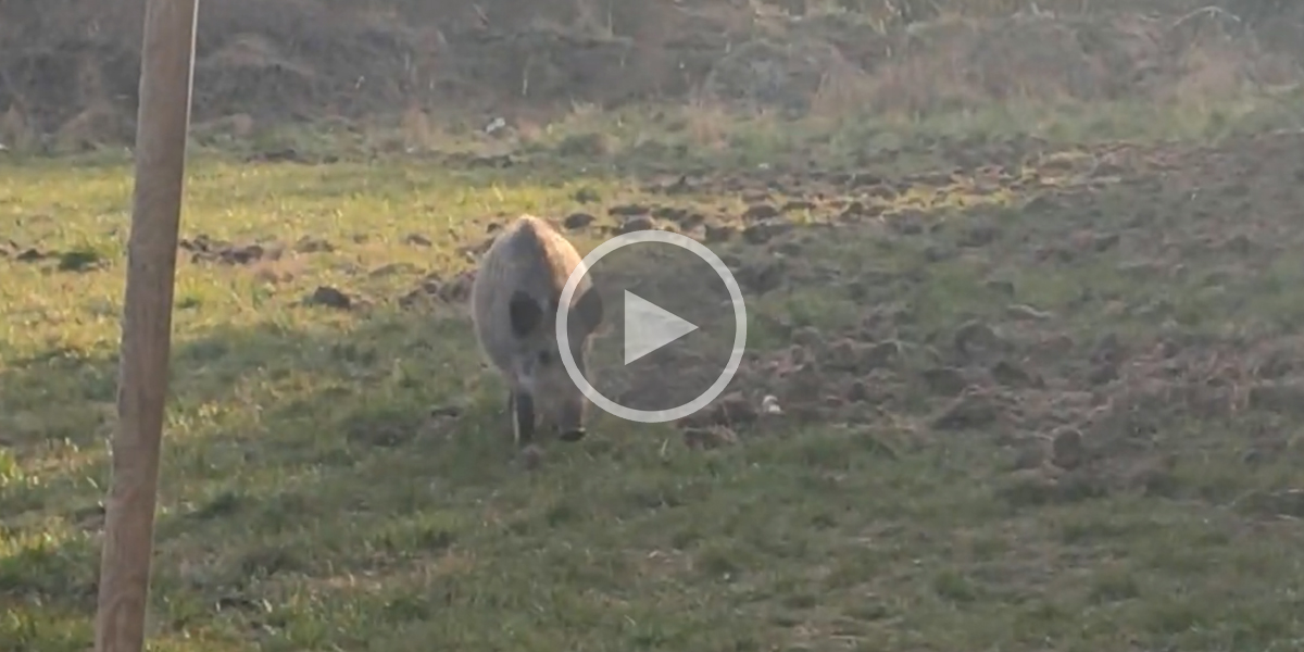 [Vidéo] Un sanglier pris en flagrant délit derrière un supermarché