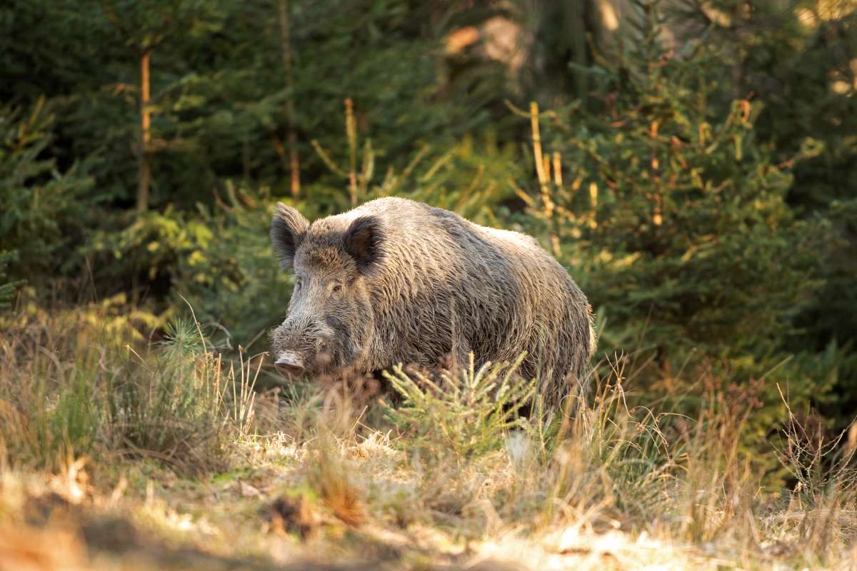 Drôme : un jeune chasseur gravement mordu par un sanglier pendant une battue