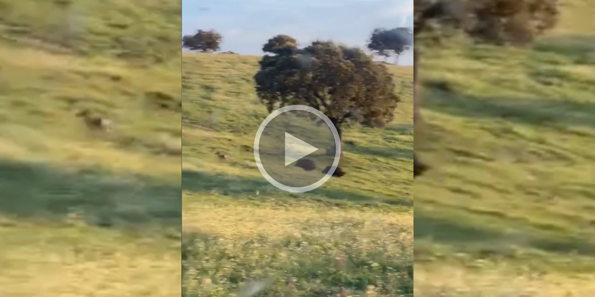 [Vidéo] Des sangliers poursuivent un chien en plein champ!