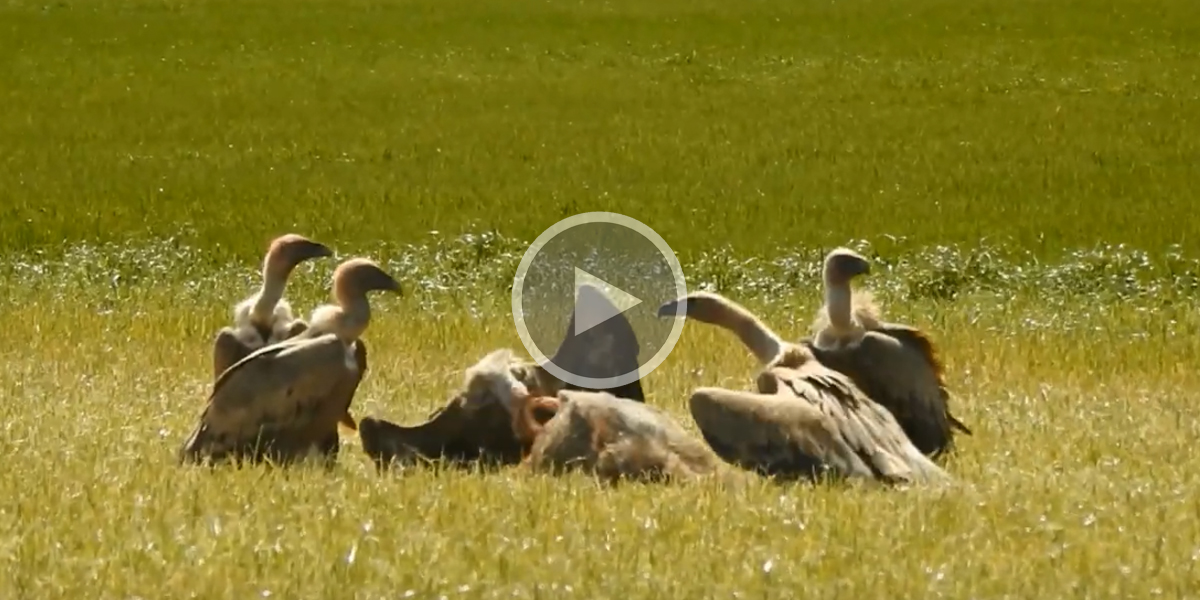 [Vidéo] Un groupe de vautours fauves se dispute la carcasse d’un sanglier